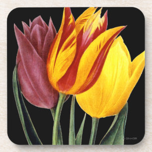 Tulpe (Tulipa Gesneriana) Untersetzer