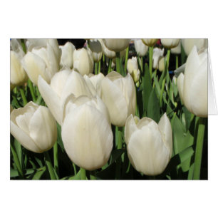 Tulpen