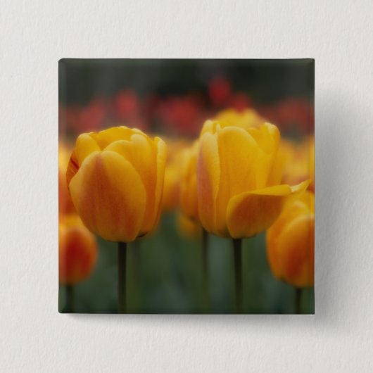 Tulpen 2 button (Vorderseite)
