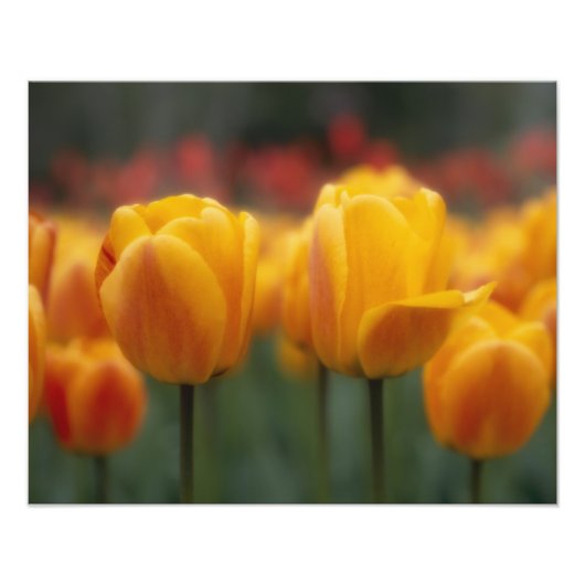 Tulpen 2 fotodruck (Vorne)