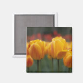 Tulpen 2 magnet (Vorderseite/Rückseite)