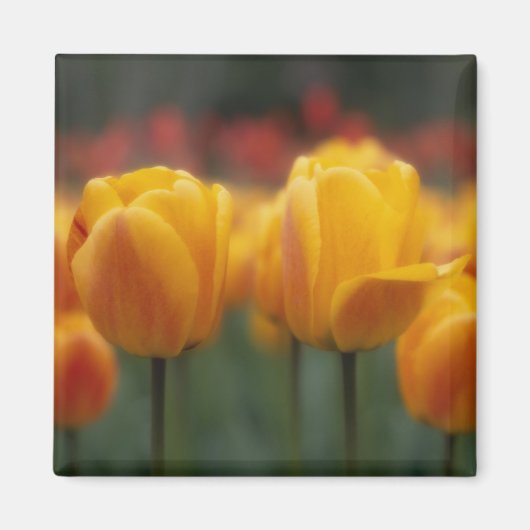 Tulpen 2 magnet (Vorne)