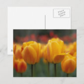 Tulpen 2 postkarte (Vorne/Hinten)