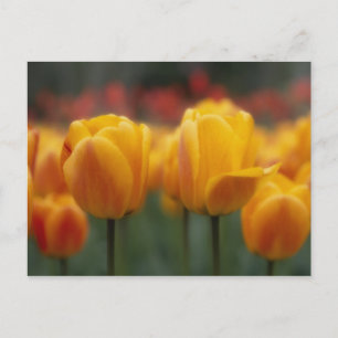 Tulpen 2 postkarte