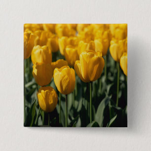 Tulpen 3 button