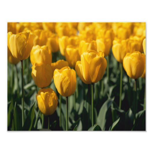 Tulpen 3 fotodruck (Vorne)