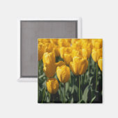 Tulpen 3 magnet (Vorderseite/Rückseite)