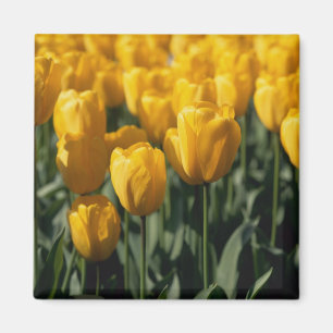 Tulpen 3 magnet
