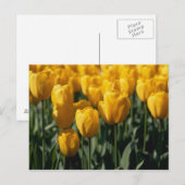 Tulpen 3 postkarte (Vorne/Hinten)