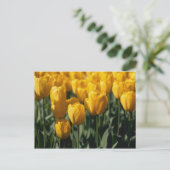 Tulpen 3 postkarte (Stehend Vorderseite)