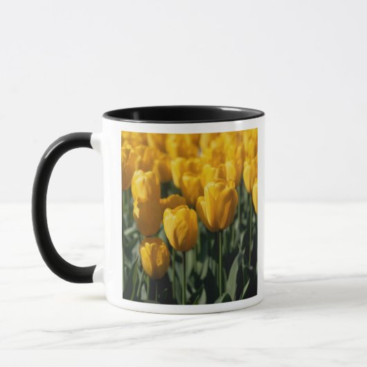 Tulpen 3 tasse (Links)
