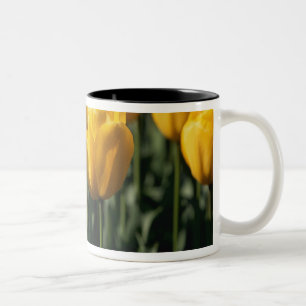 Tulpen 3 zweifarbige tasse