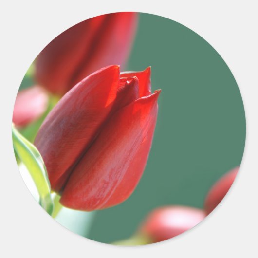 Tulpen Aufkleber (Vorderseite)