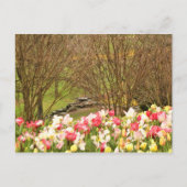 Tulpen/Bäume Postkarte (Vorderseite)