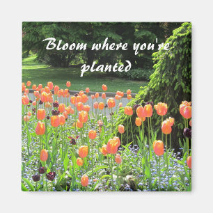 Tulpen - Blühen, wo du gepflanzt bist Magnet