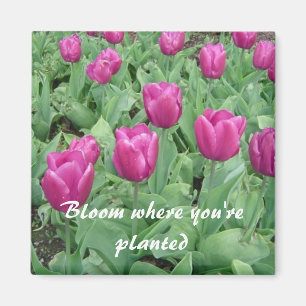 Tulpen - Blühen, wo du gepflanzt bist Magnet