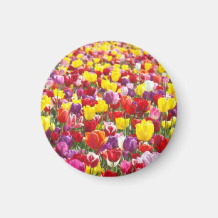 Tulpen-Blumen-Magnete Frühlings-Tulpen Magnet