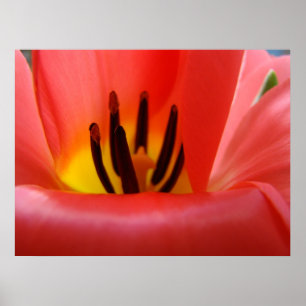Tulpen-Blumenkunst Drucke Rote Tulpen Florale Natu