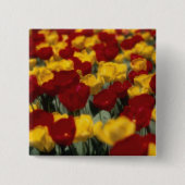 Tulpen Button (Vorderseite)