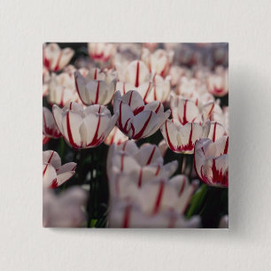 Tulpen Button