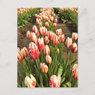 Tulpen der Happy Generation Postkarte