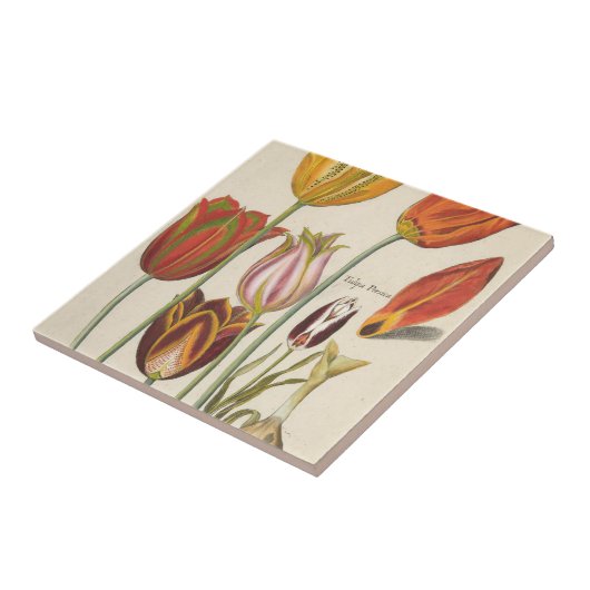 Tulpen Fliese (Seite)