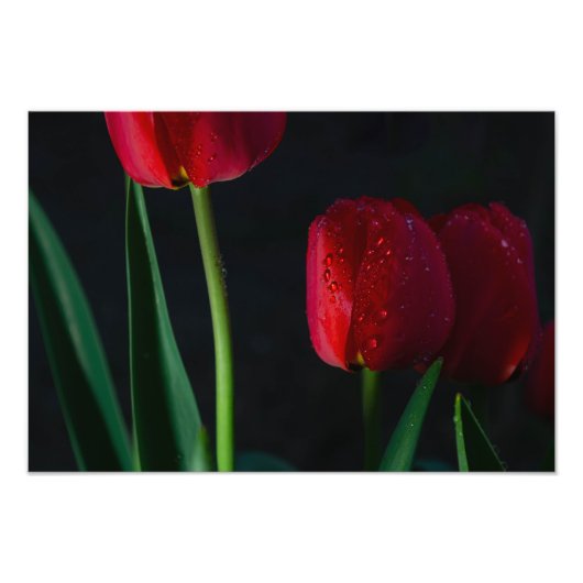 Tulpen-Fotoabzug Fotodruck (Vorne)