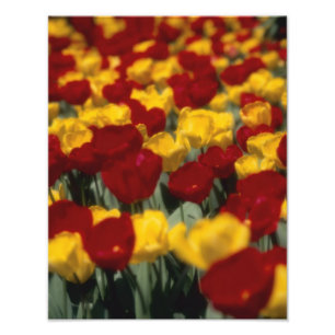 Tulpen Fotodruck