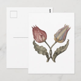 Tulpen  , Frühlingsblume botanische vintage illust Postkarte