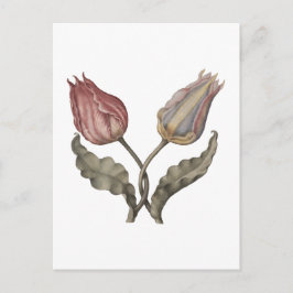 Tulpen , Frühlingsblume botanische vintage illust Postkarte