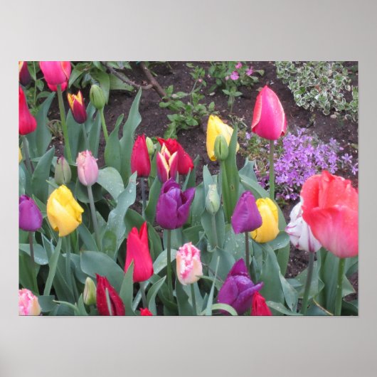Tulpen Garten Poster (Vorne)