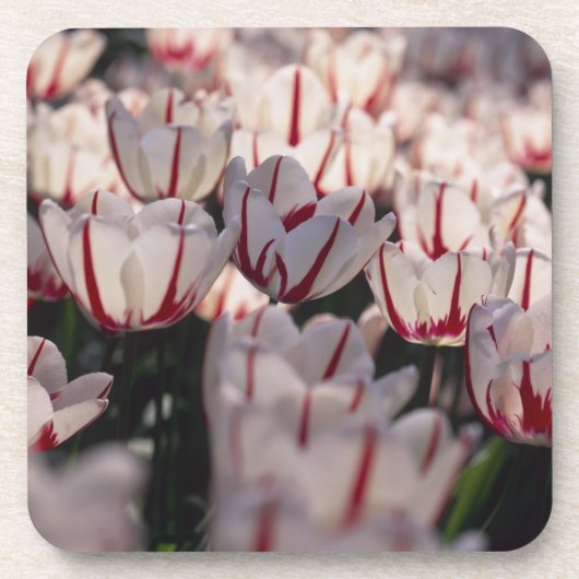 Tulpen Getränkeuntersetzer (Vorderseite)