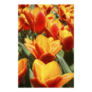 Tulpen gibt es im Keukenhof-Garten, Holland. Fotodruck