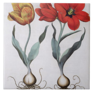 Tulpen: globosa 1.Tulipa serotina cinnabrio colore Fliese