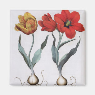 Tulpen: globosa 1.Tulipa serotina cinnabrio colore Magnet