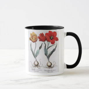 Tulpen: globosa 1.Tulipa serotina cinnabrio colore Tasse