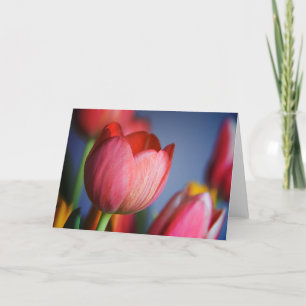 Tulpen • Gruß-Karte Karte