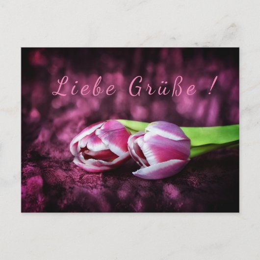 Tulpen Gruß Postkarte (Vorderseite)