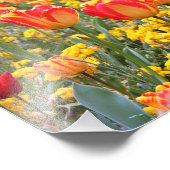 Tulpen, hell und farbig gelb und rot fotodruck (Ecke)