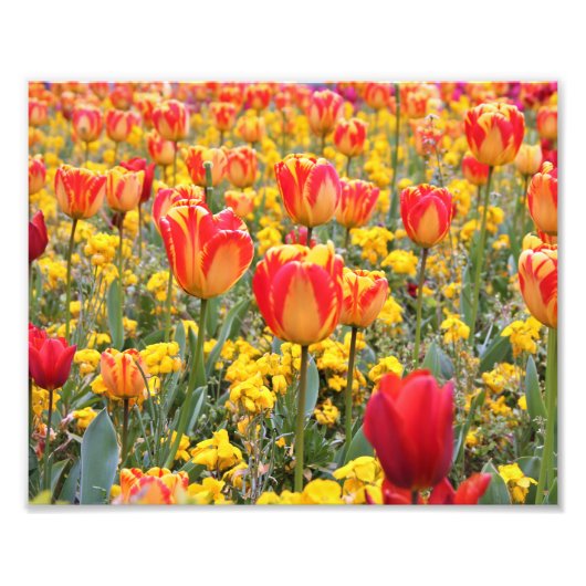 Tulpen, hell und farbig gelb und rot fotodruck (Vorne)