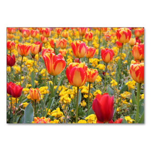Tulpen, helles und buntes Gelbes und Rot Tischnummer
