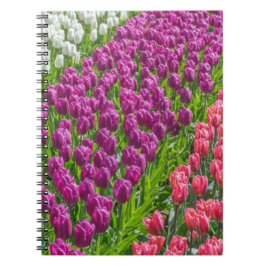 Tulpen im drei Farbnotizbuch Notizblock (Vorderseite)