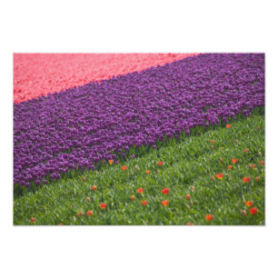 Tulpen im Keukenhof-Garten, Amsterdam, 2 Fotodruck