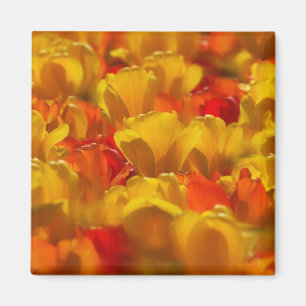 Tulpen im Keukenhof-Garten, Amsterdam, 2 Magnet