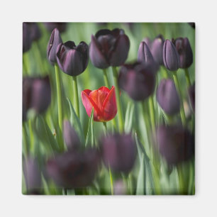 Tulpen im Keukenhof-Garten, Amsterdam, Magnet