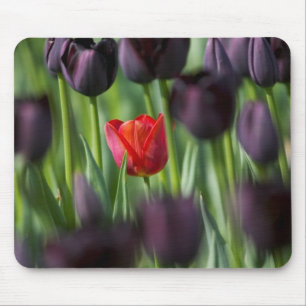 Tulpen im Keukenhof-Garten, Amsterdam, Mousepad