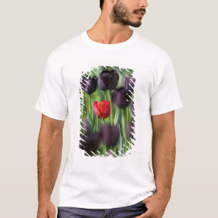 Tulpen im Keukenhof-Garten, Amsterdam, T-Shirt