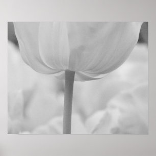 Tulpen im Keukenhof-Garten, Holland. Poster