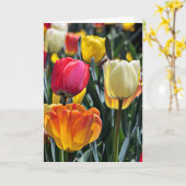 Tulpen im Sun Karte (Gelbe Blume)