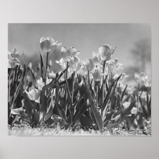 Tulpen in Blüte Poster (Vorne)